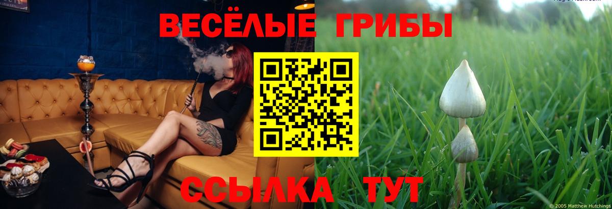 Галлюциногенные грибы Psilocybine cubensis Избербаш